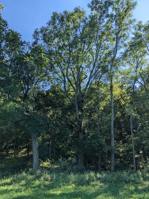 2022 Champion Kentucky coffee tree 1