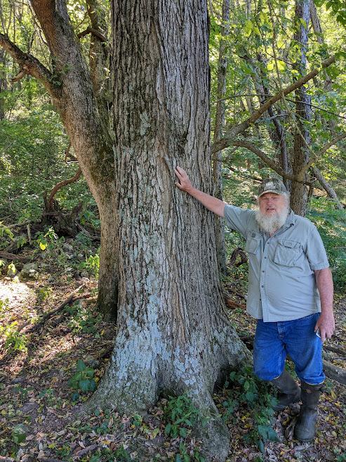 2022 Champion Kentucky coffee tree
