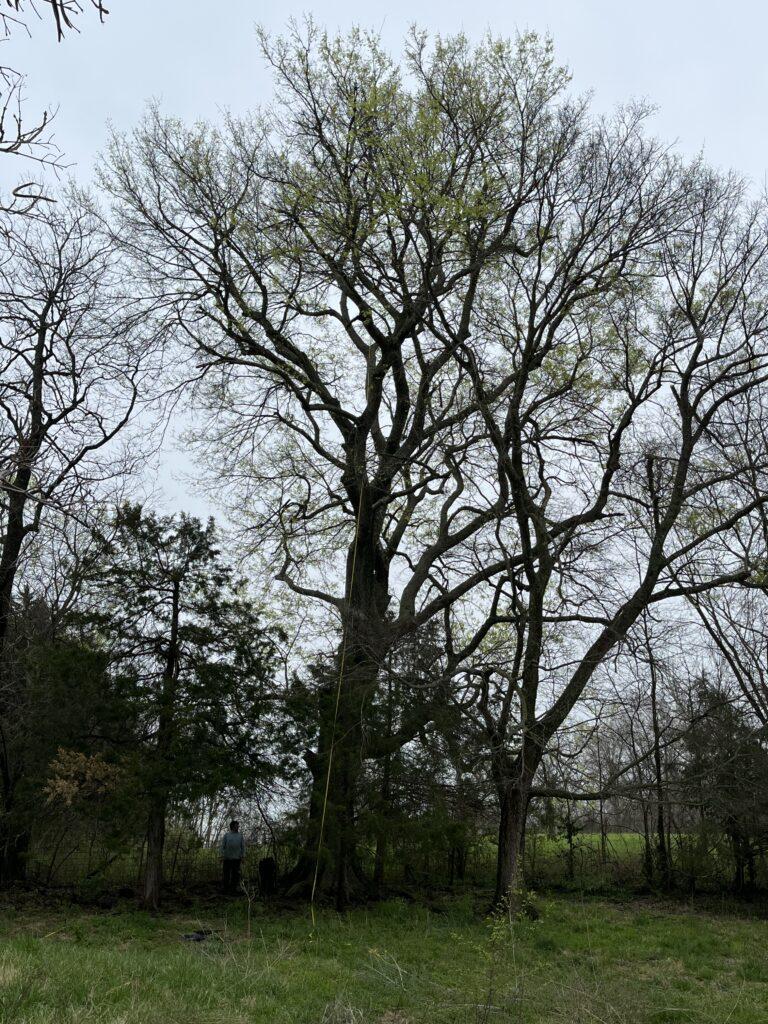 2022 State Champion Hackberry 2