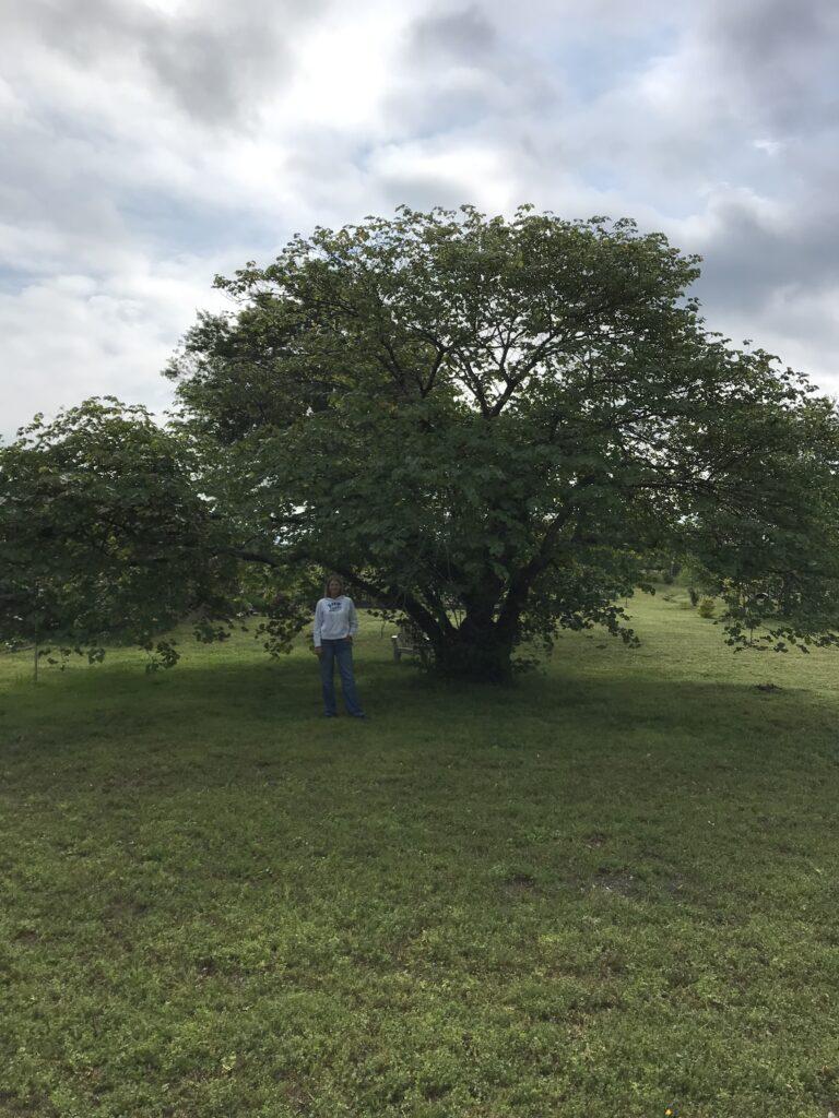 2023.05.05 Eastern redbud champion 2