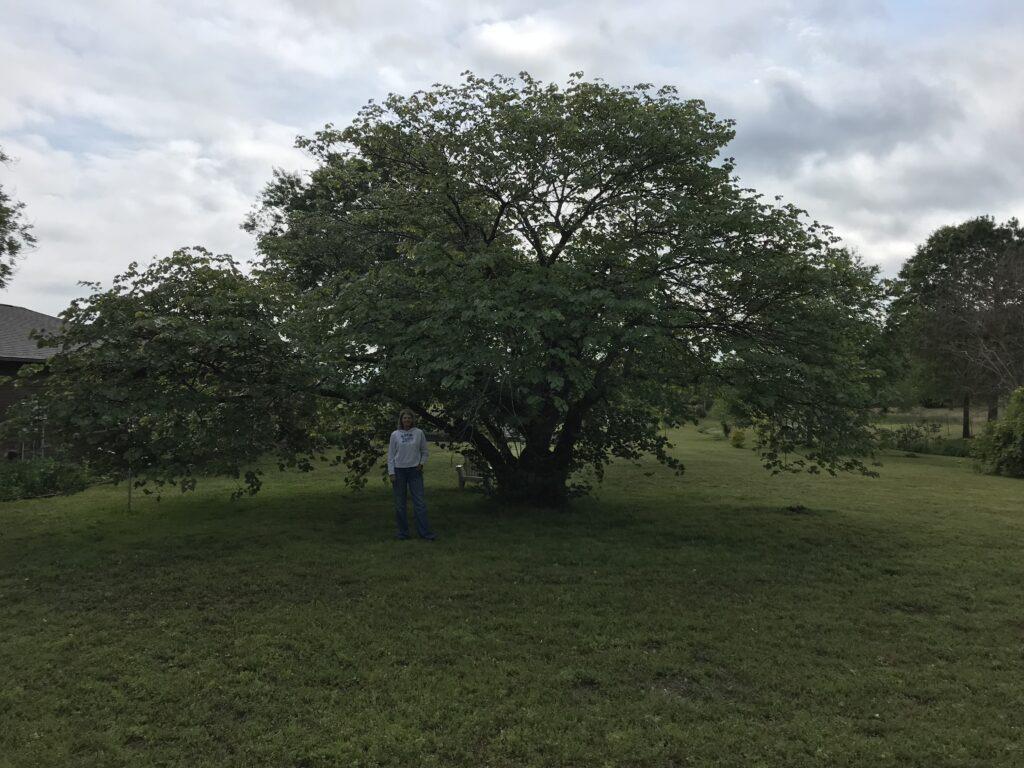 2023.05.05 New Eastern redbud champion