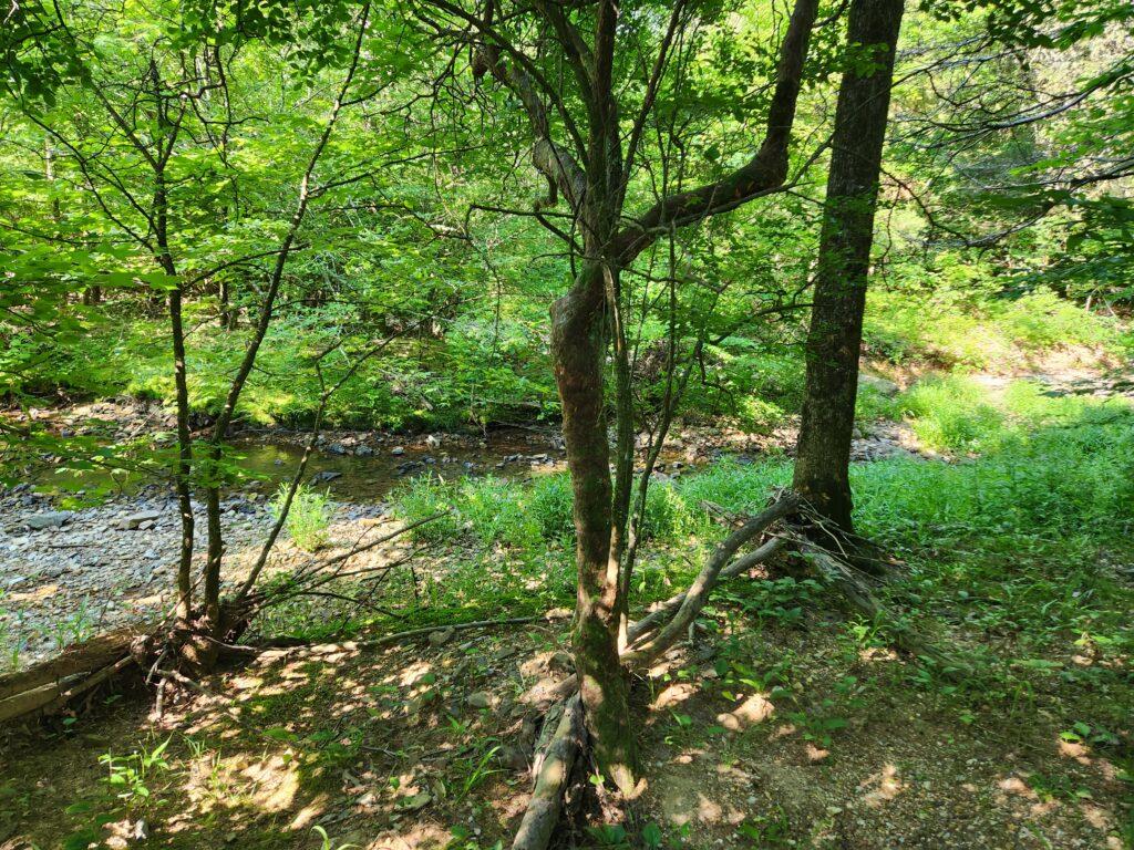 2023.06.01 Champion Sparkleberry Tree 1