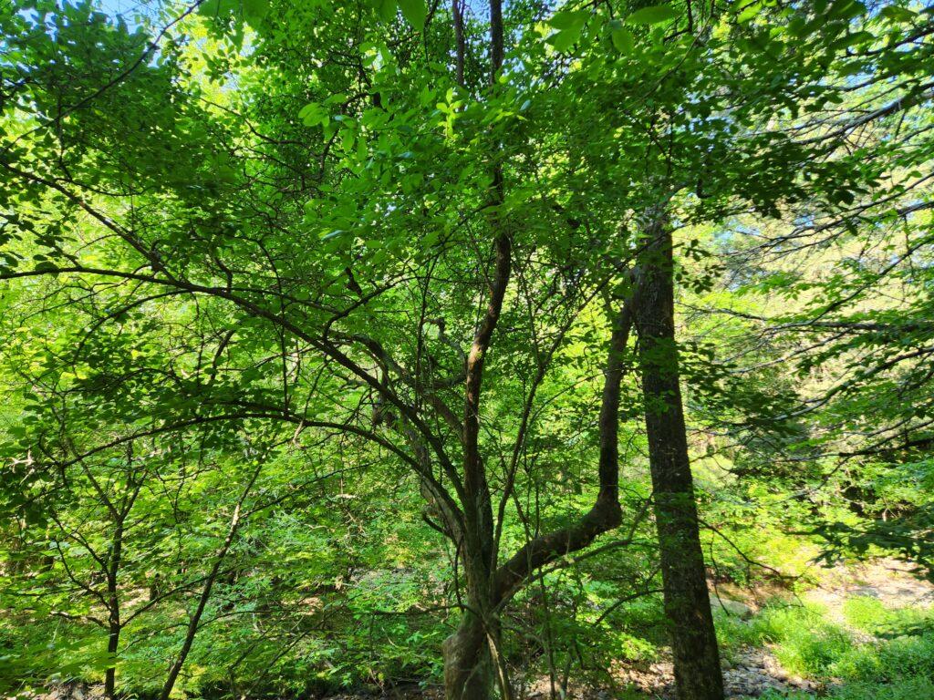 2023.06.01 Champion Sparkleberry Tree 2