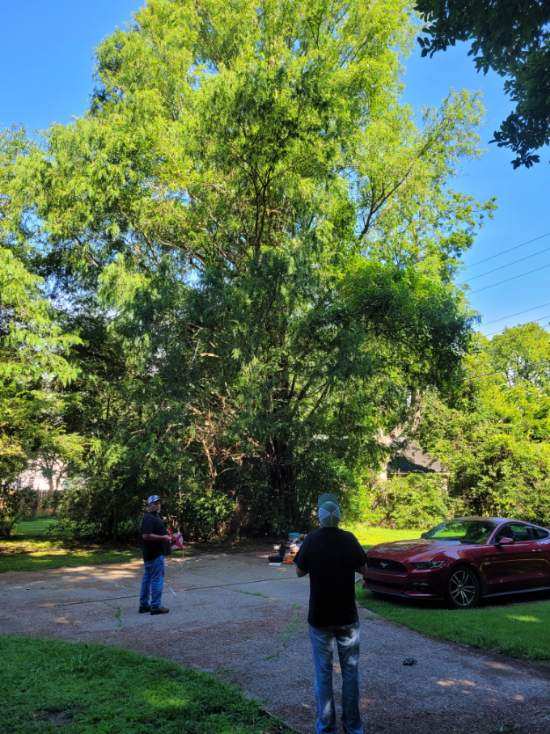 2023.07.11 Dawn Redwood 3