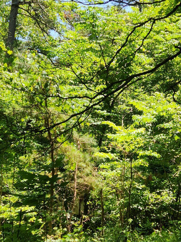 2023.07.12 Devil's walking stick 2