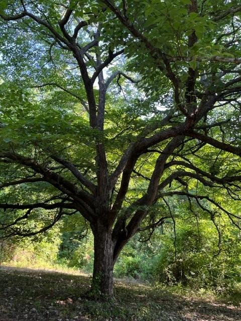 2023.07.18 Champion Dogwood pic. 2