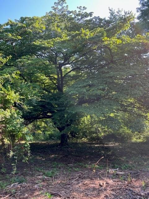 2023.07.18 Champion Dogwood pic.