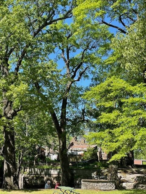 2024 Black Gum - State Co-Champion 3