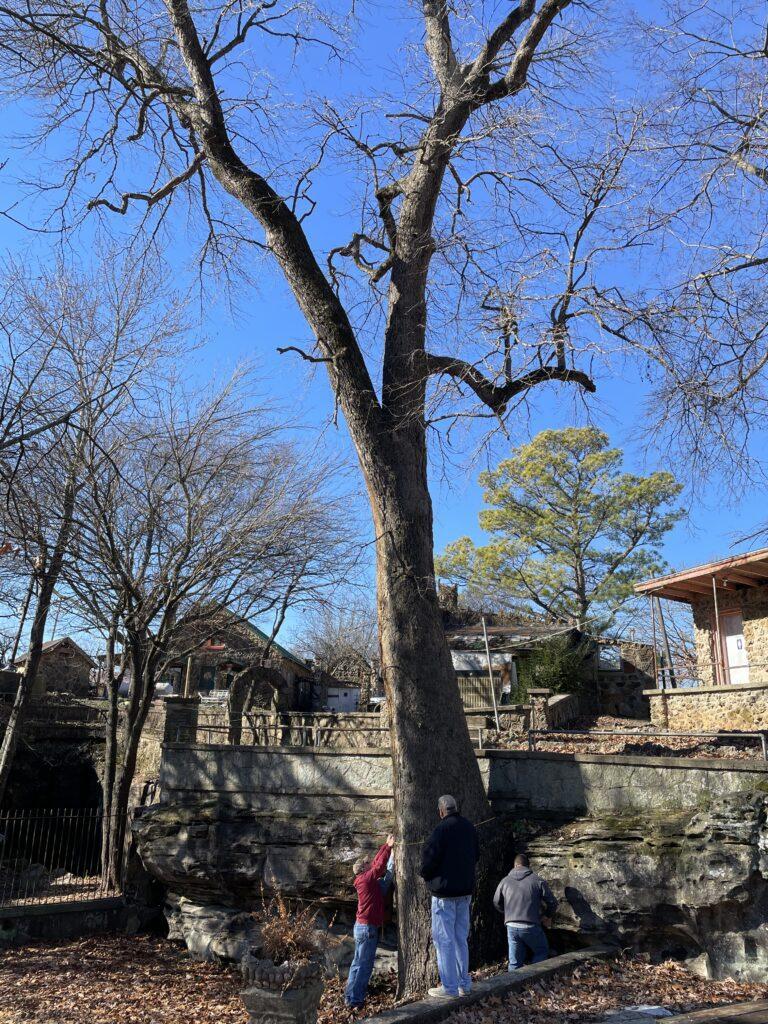 2024 Black Gum State Co-Champion 4