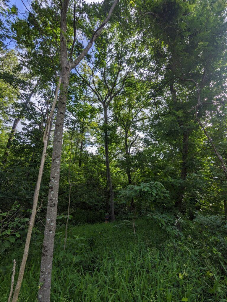 2024 Butternut Champion 2