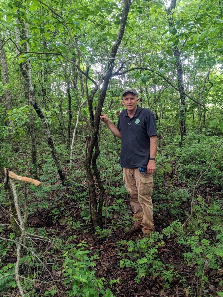 2024 Fringetree - picture 2