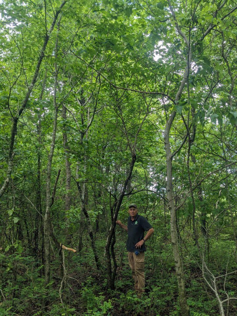 2024 Fringetree - picture