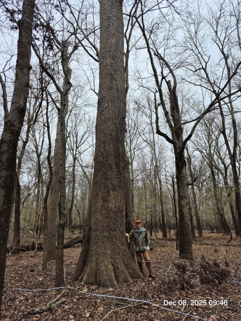 Champion Water Hickory Tree