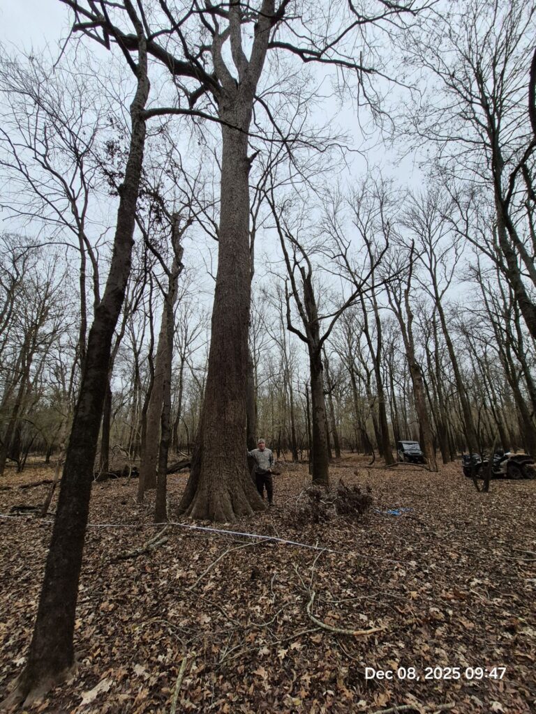 Champion Water Hickory Tree