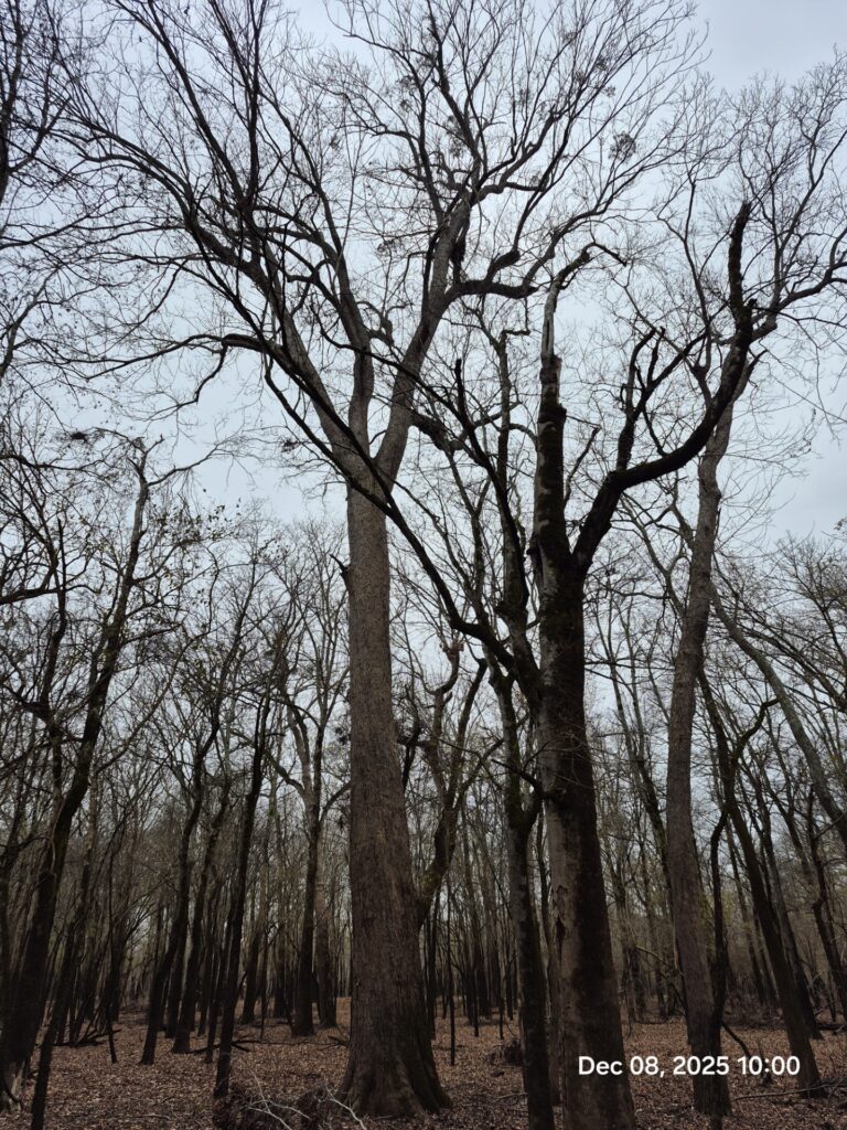 2025 champion water hickory