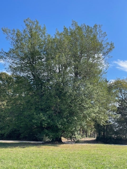 2025.10.17 Re-verification of American holly - pic. 1