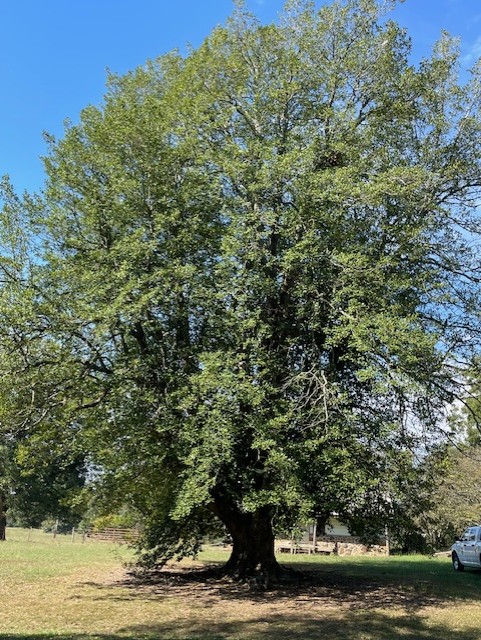 2025.10.17 Re-verification of American holly - pic. 2