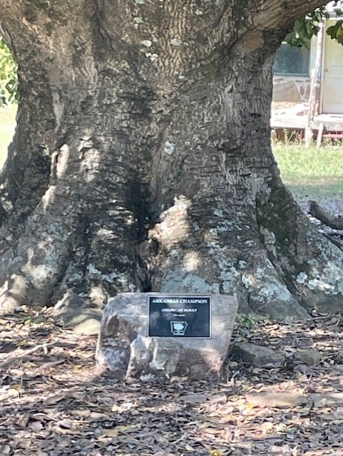 2025.10.17 Re-verification of American holly - pic. 3