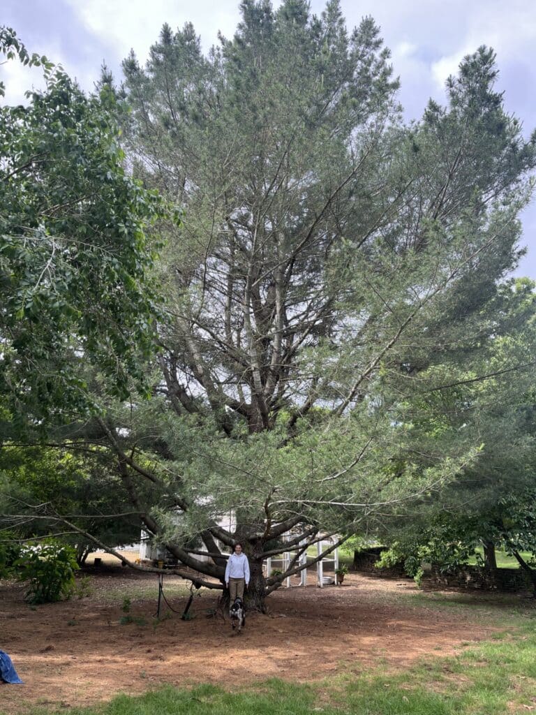 Eastern white pine Champion Tree