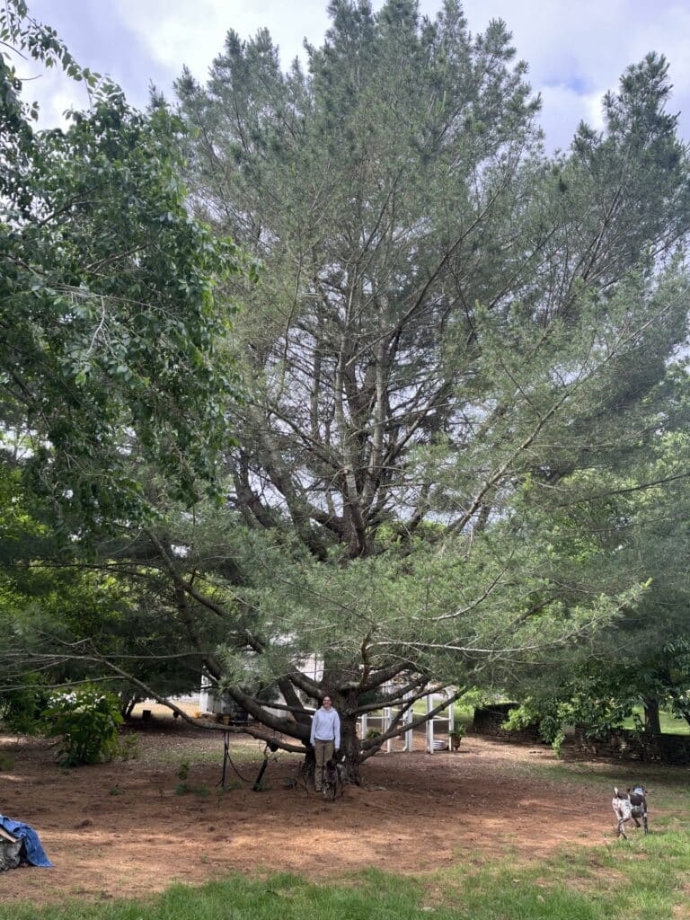 Eastern white pine Champion Tree