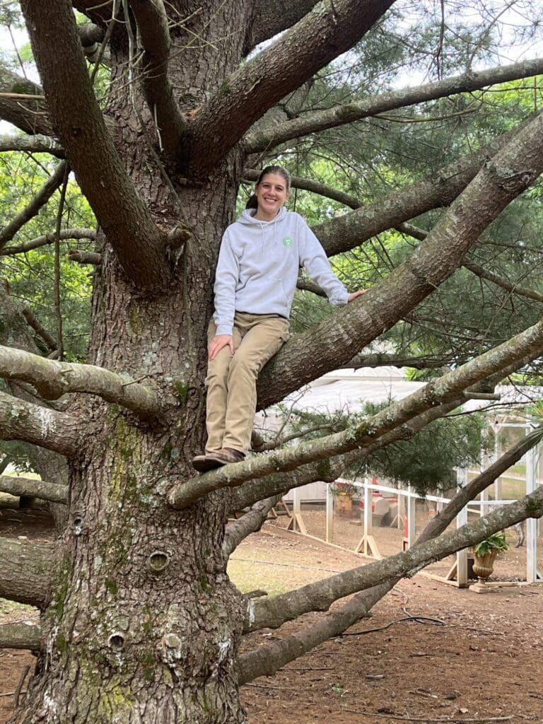 Eastern white pine Champion Tree