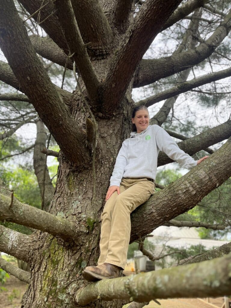 Eastern white pine Champion Tree
