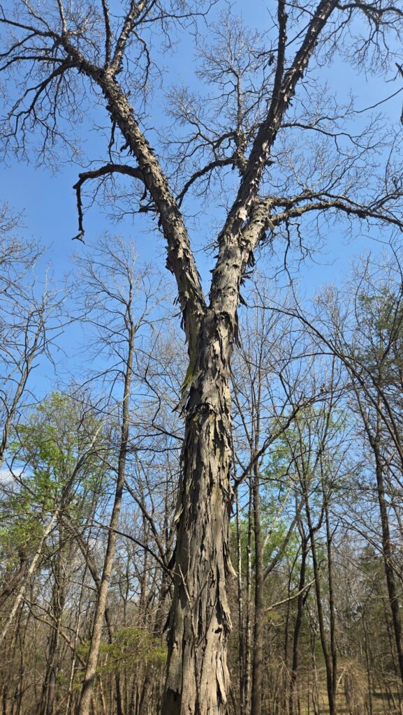 Shagbark Hickory Champion Tree