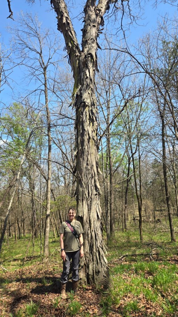 Shagbark Hickory Champion Tree