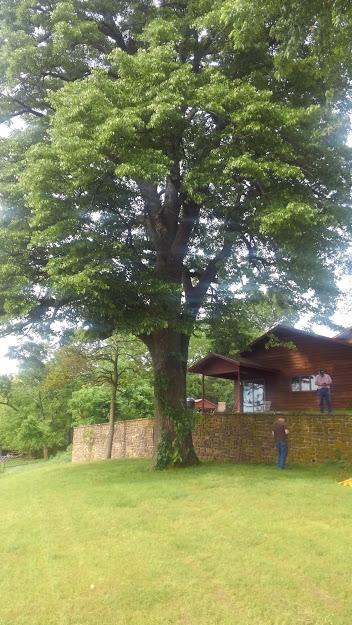 American-Basswood Tree