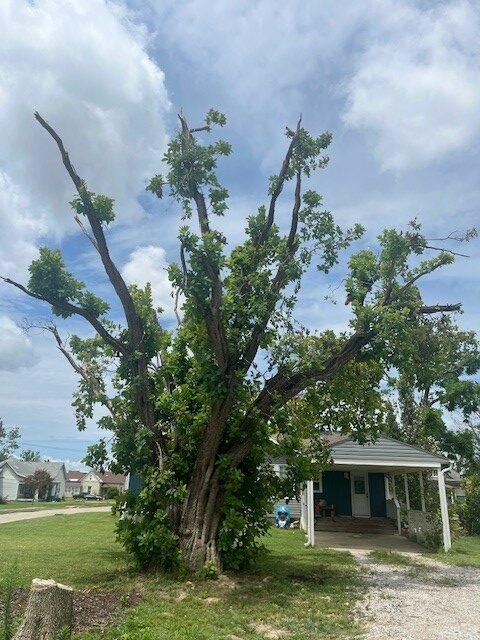 American Smoketree - 1 - Rogers after tornado 2024