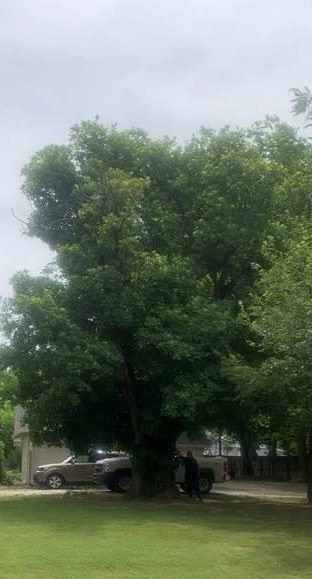 American Smoketree 1