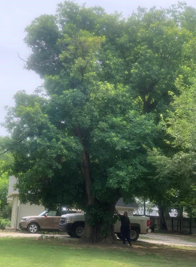 American Smoketree 2