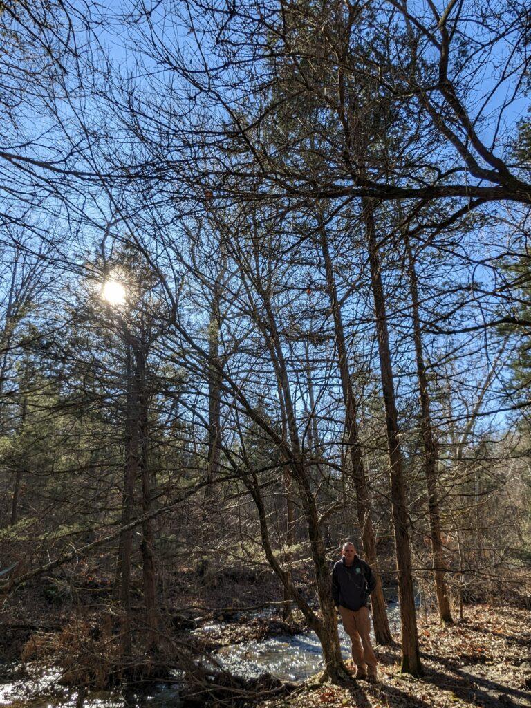 American hornbeam Champion 1