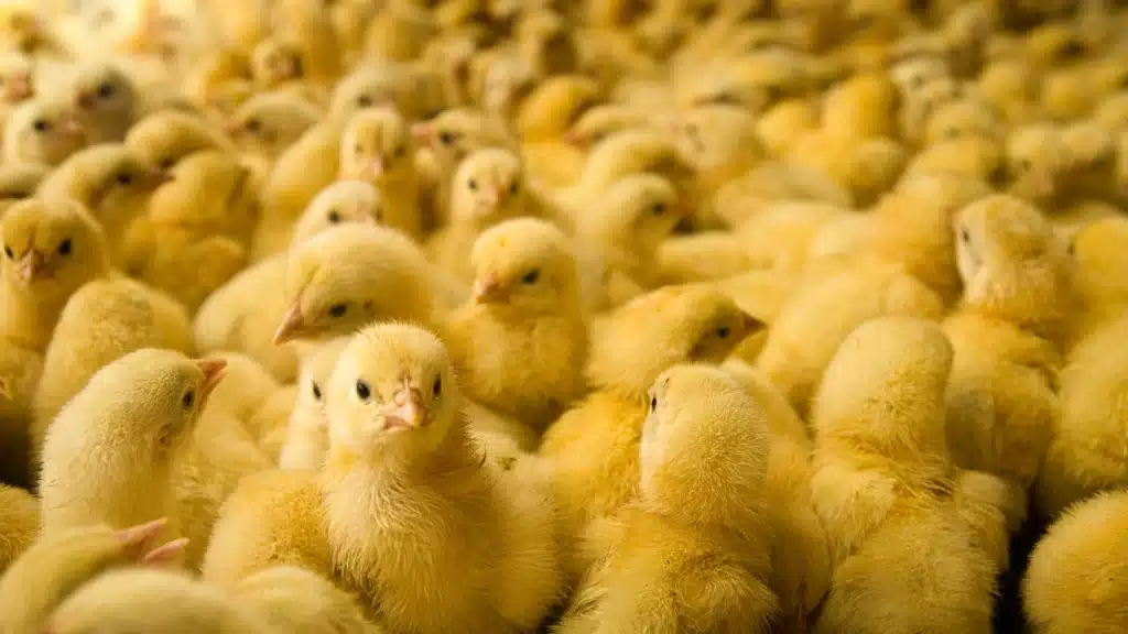 A room full of bright yellow baby chicks