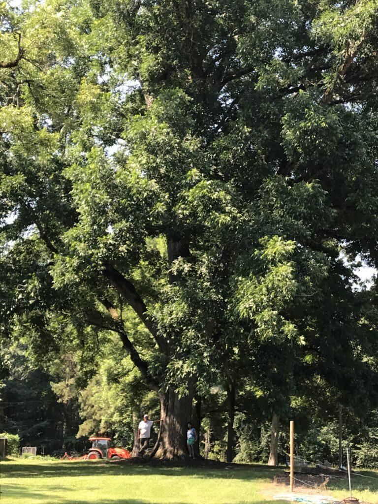 Bitternut Hickory - New Champion 1