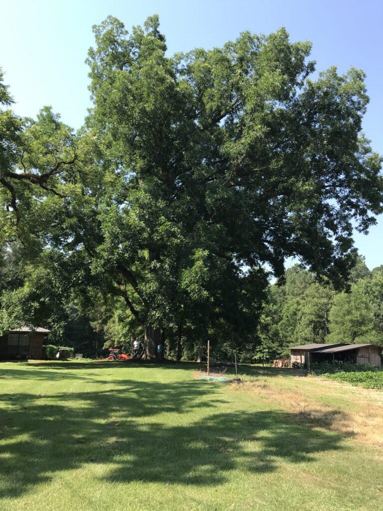 Bitternut Hickory -New Champion 2