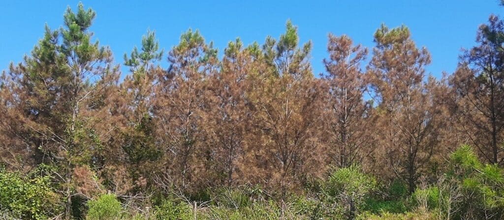 Loblolly pine infected with brown spot needle blight showing characteristic brown discoloration.
