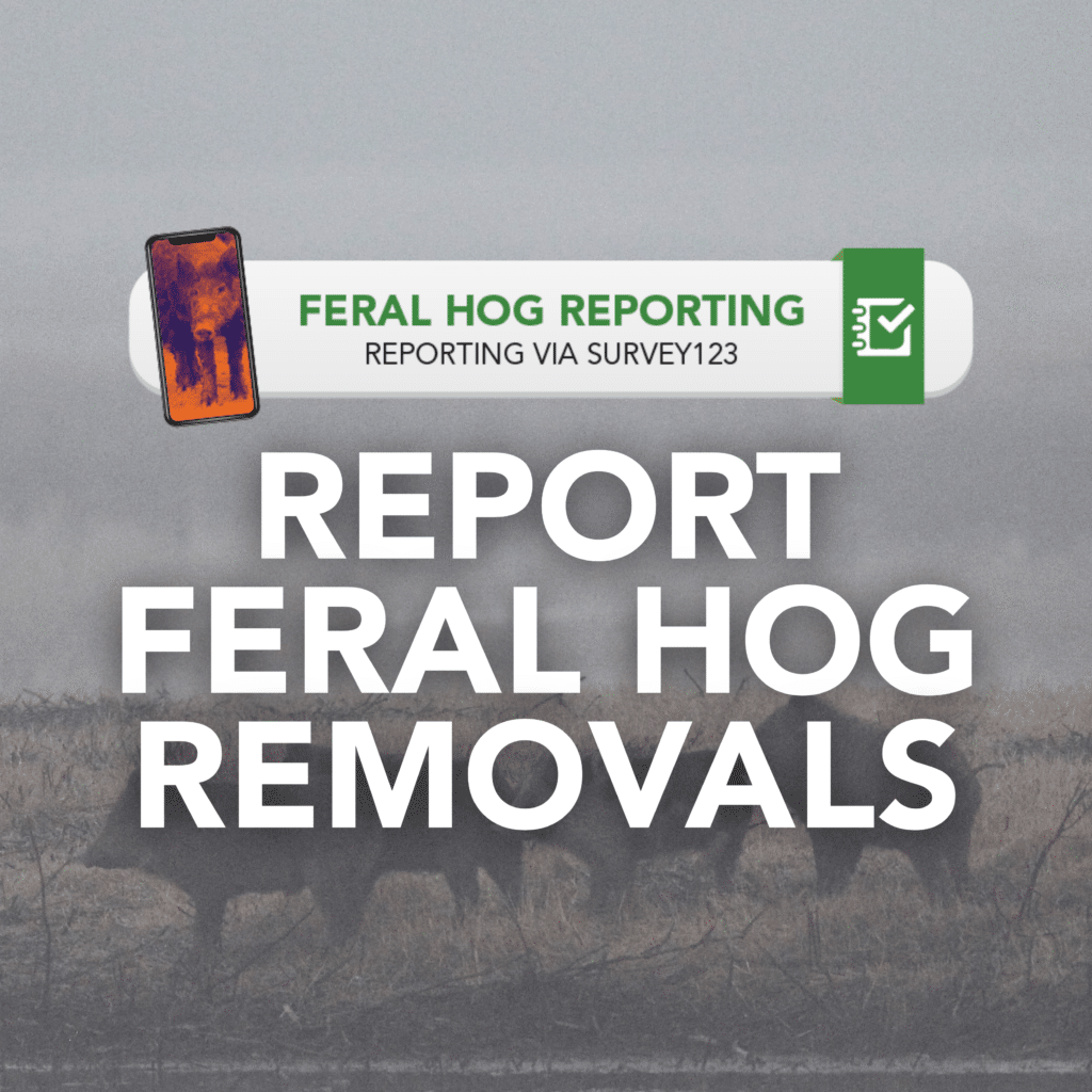 image of feral hogs with text that says "report feral hog removals"