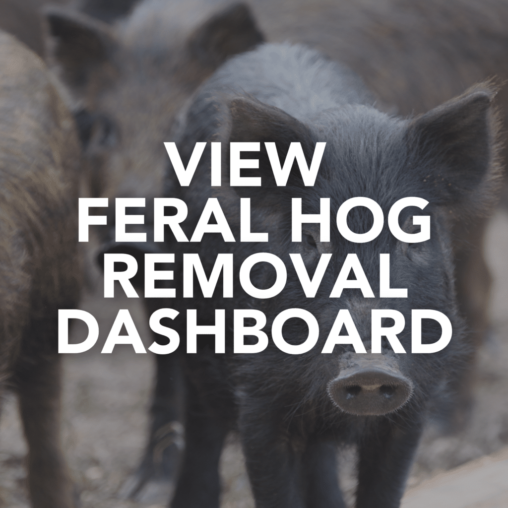 image of feral hog with text that says "view feral hog removal dashboard"