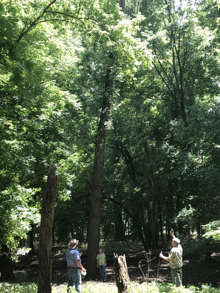 Champion-Black-Willow-1-scaled