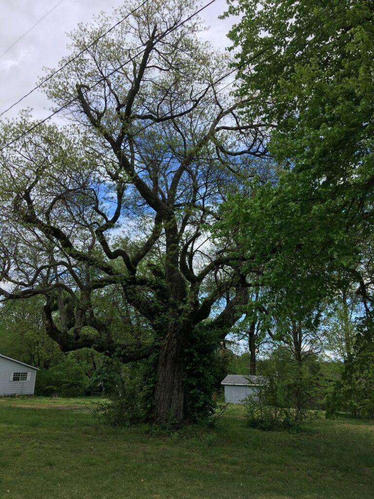 Champion-Sassafras-768x1024