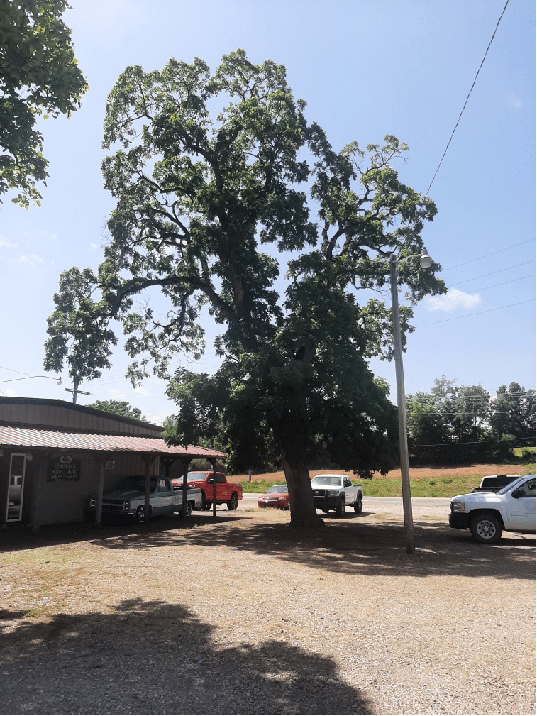 Champion Western Soapberry