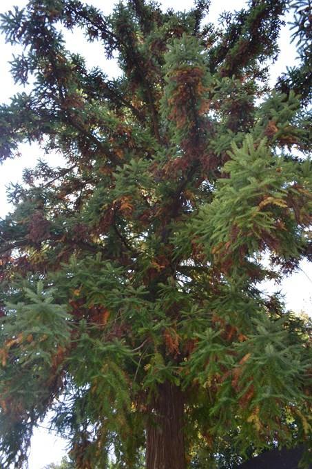 China-Fir-3