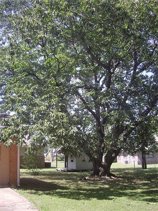 Chinese Chestnut Champion Tree