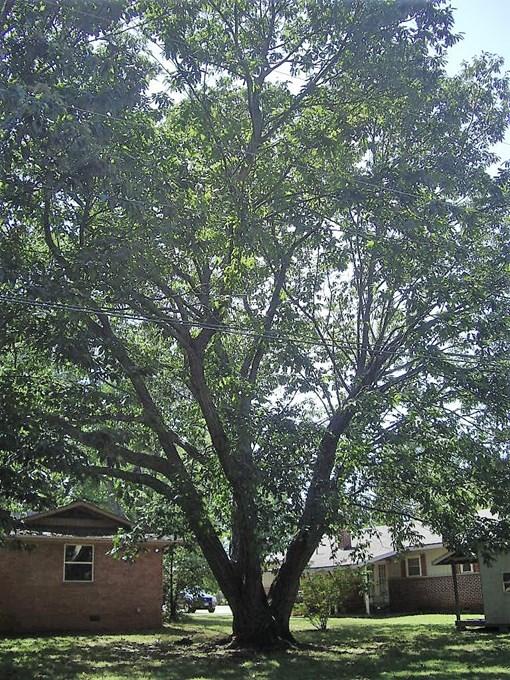 Chinese Chestnut Champion Tree