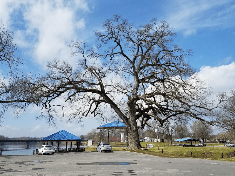 Chinkapin Oak