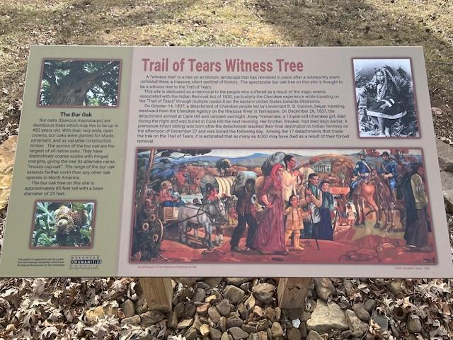 Co-Champion Bur Oak 1