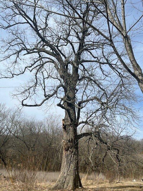 Bur Oak