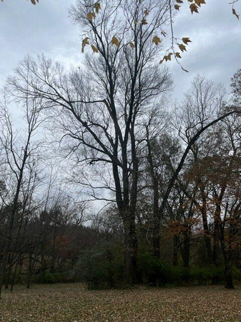 Co-Champion Hackberry - Springdale