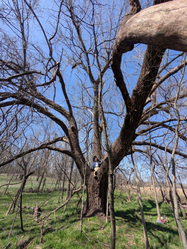 Co-champion Black walnut Washington County